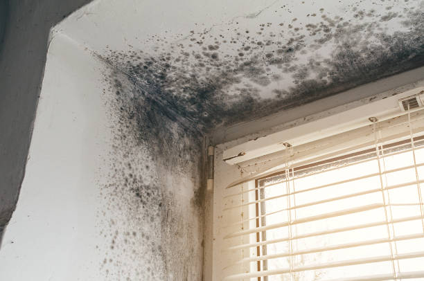 Affordable Mold Removal solutions in Augusta, KY